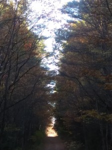 Dirt road - dark Dirt road - dark